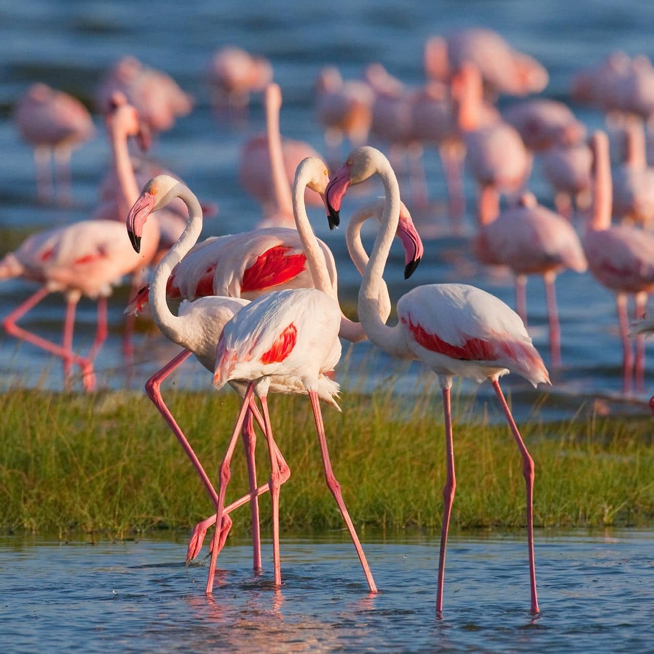 Жемчужина Кении