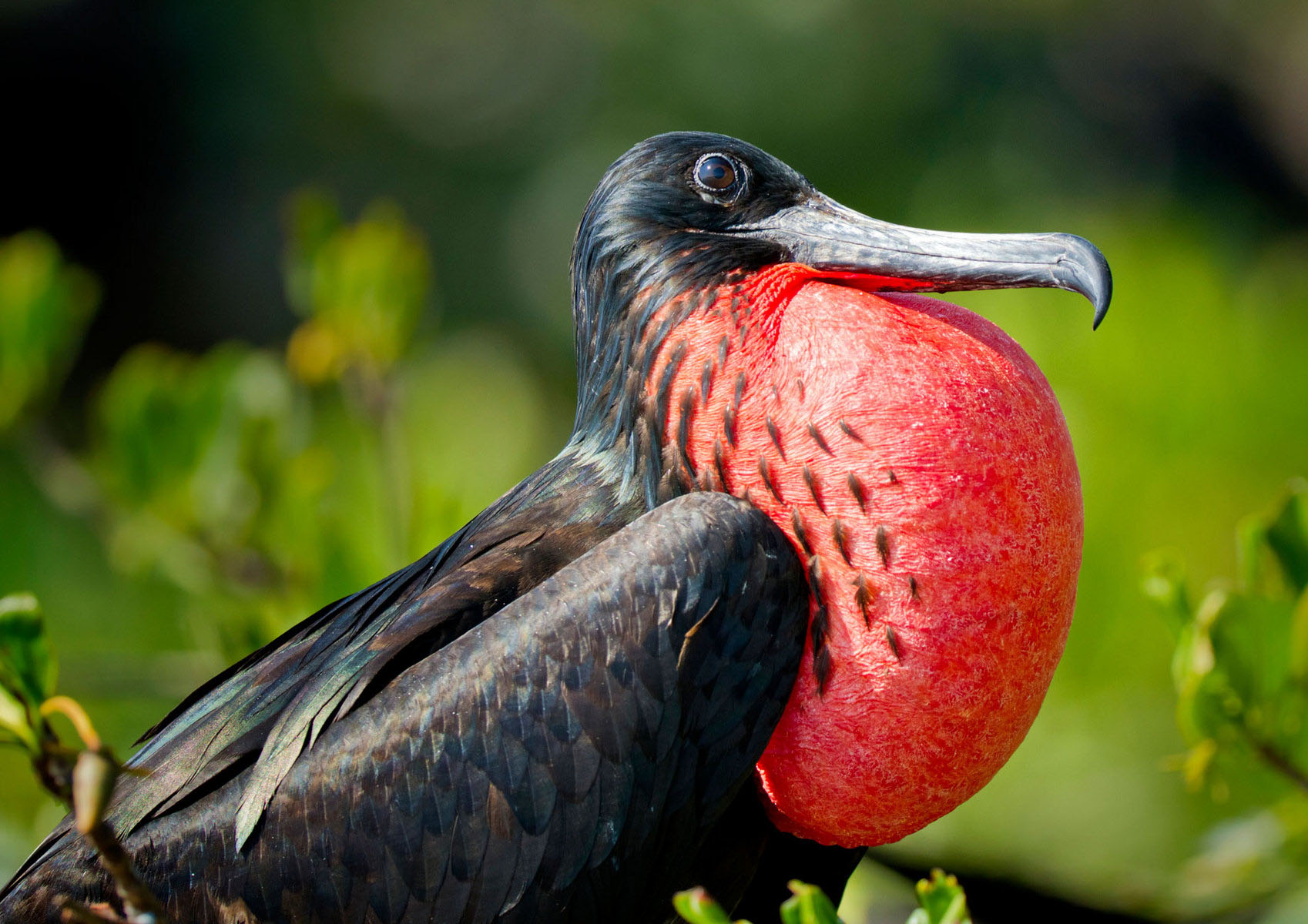 Хитрые воришки