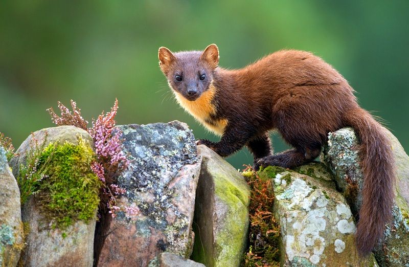 Валюта в честь куницы
