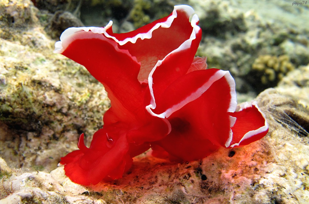 Фламенко у воде