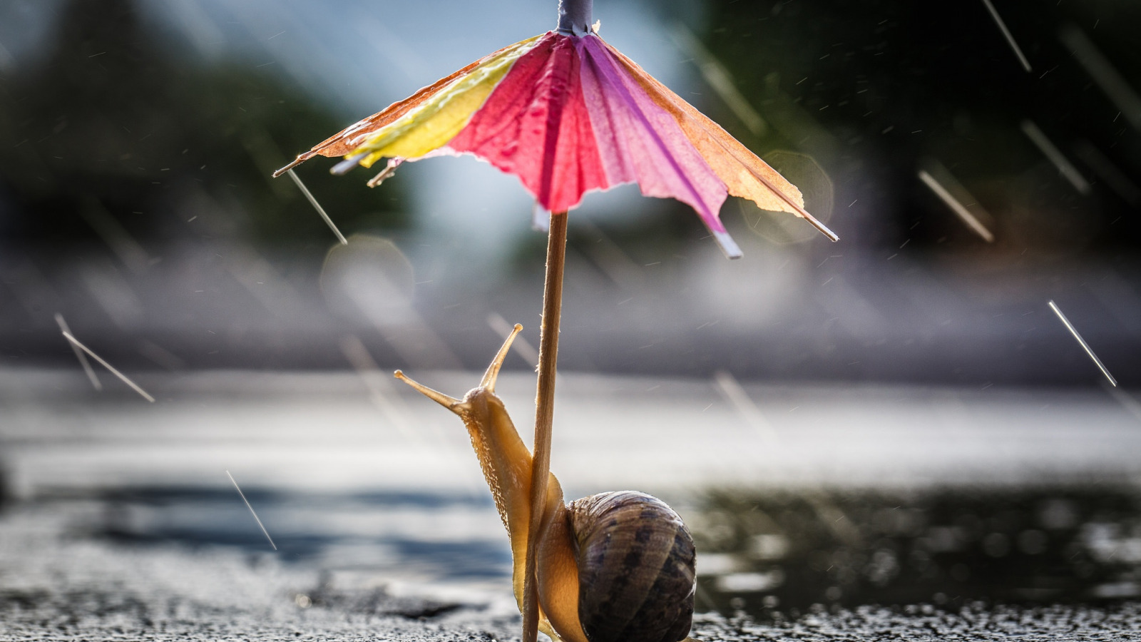 Дождливый выходной